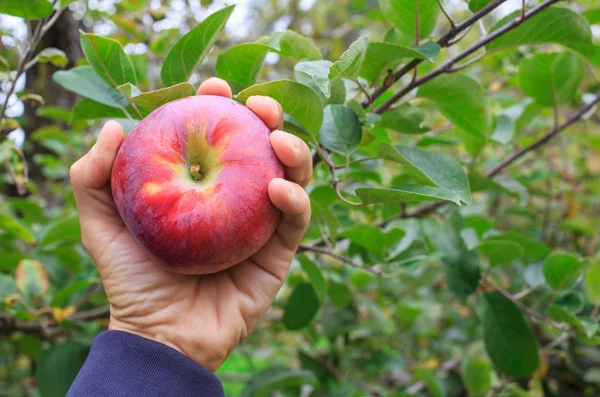 Hand holding an apple — Stock Photo, Image