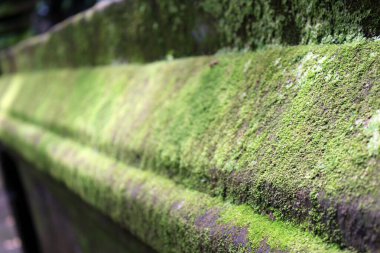 Bali 'deki Alas Kedaton tapınağının etrafındaki yosun üstüne yosun. Ocak 2022 'de çekildi..