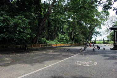 Bali 'deki Alas Kedaton maymun ormanının girişinde. Ocak 2022 'de çekildi..