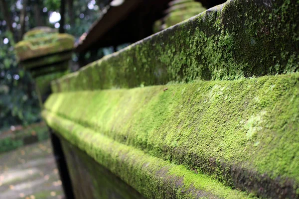 Moos Auf Der Struktur Den Alas Kedaton Tempel Auf Bali — Stockfoto