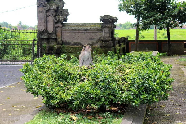 Monos Arbusto Templo Alas Kedaton Tomado Enero 2022 — Foto de Stock