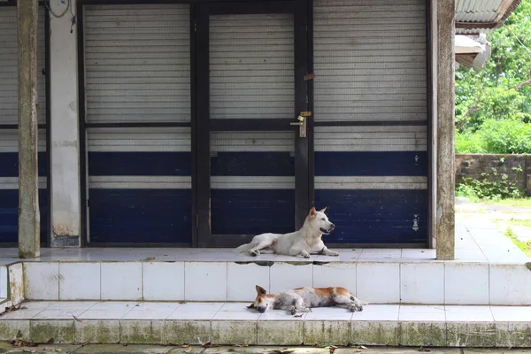 Dogs Front Empty Shops Alas Kedaton Temple Complex Due Pandemics — Stock Photo, Image