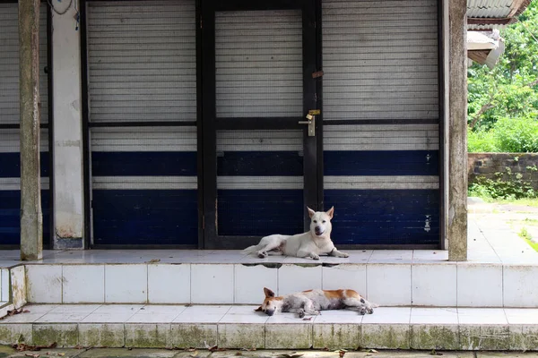 Perros Frente Tiendas Vacías Alrededor Del Complejo Del Templo Alas — Foto de Stock