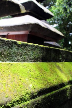 Alas Kedaton 'un etrafındaki tapınak yapısına yosun yakın plan. Ocak 2022 'de çekildi..