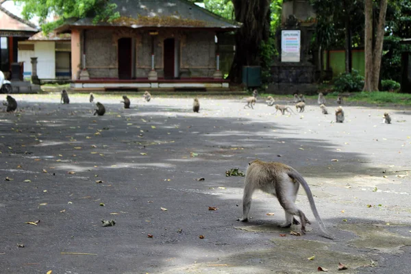 Małpy Spacerujące Parkingu Alas Kedaton Bez Turysty Wykonane Styczniu 2022 — Zdjęcie stockowe