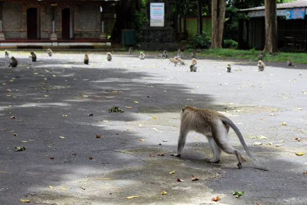 Monos Caminando Por Estacionamiento Alas Kedaton Sin Turista Tomado Enero — Foto de Stock