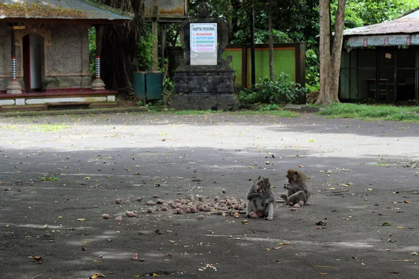 Affen Fressen Obst Auf Dem Parkplatz Von Alas Kedaton Ohne — Stockfoto