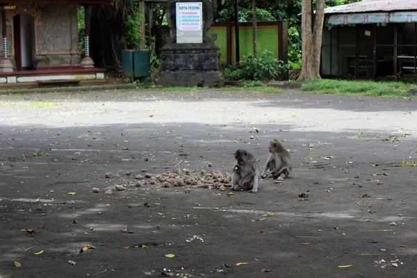 Monos Comiendo Fruta Estacionamiento Alas Kedaton Sin Turista Tomado Enero —  Fotos de Stock
