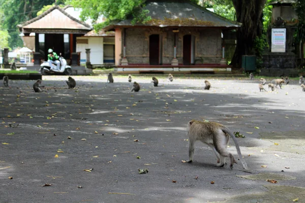 Monos Caminando Por Estacionamiento Alas Kedaton Sin Turista Tomado Enero — Foto de Stock