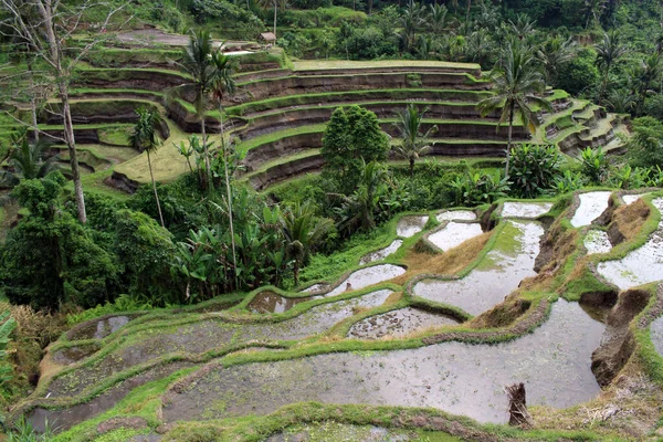 Hay Turistas Terraza Arroz Tegallalang Ubud Bali Tomado Enero 2022 — Foto de Stock