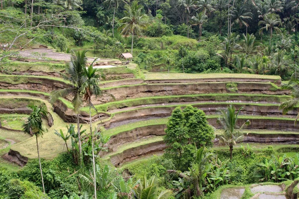 Efeito Pandêmico Terraço Arroz Tegallalang Ubud Bali Tomado Janeiro 2022 — Fotografia de Stock