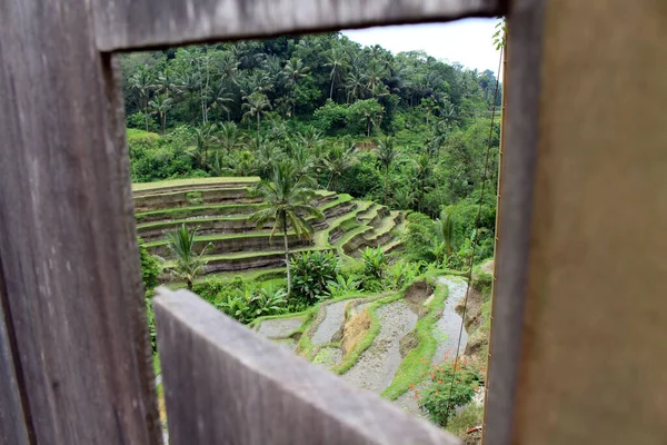 Vistazo Terraza Arroz Tegallalang Ubud Bali Tomado Enero 2022 — Foto de Stock