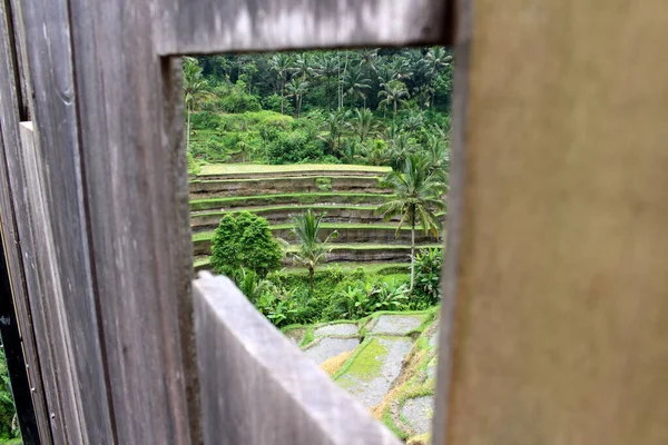 Vistazo Terraza Arroz Tegallalang Ubud Bali Tomado Enero 2022 — Foto de Stock