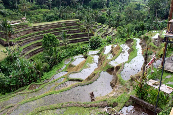 Terraza Arroz Tegallalang Vacía Ubud Bali Debido Pandemia Tomado Enero — Foto de Stock