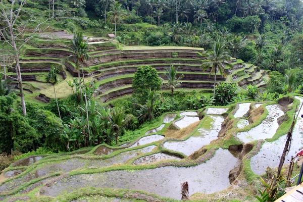 Terraço Arroz Tegallalang Vazio Ubud Bali Devido Pandemia Tomado Janeiro — Fotografia de Stock