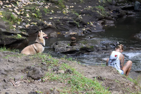 Des Étrangers Chien Méditant Autour Gunung Lebah River Près Campuhan — Photo