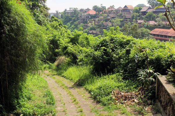 Nenhum Turista Redor Campuhan Cume Caminhada Ubud Devido Pandemias Tomado — Fotografia de Stock