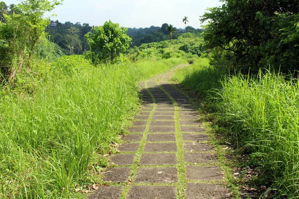 Promenade Tranquille Sur Crête Campuhan Gunung Lebah Raison Pandémies Prise — Photo