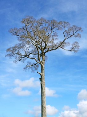 büyük ağaç, mavi gökyüzü