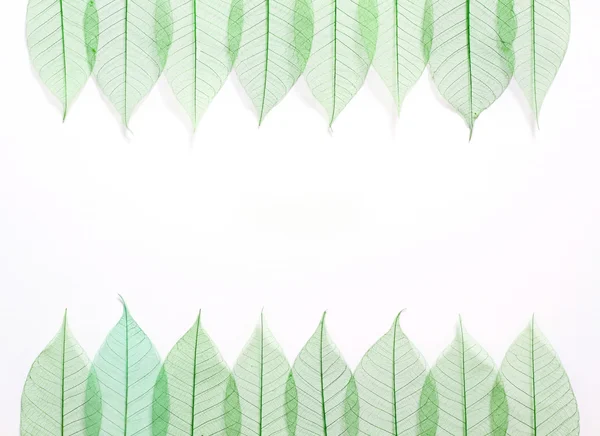 Skelett Blätter nahtlosen abstrakten Hintergrund — Stockfoto