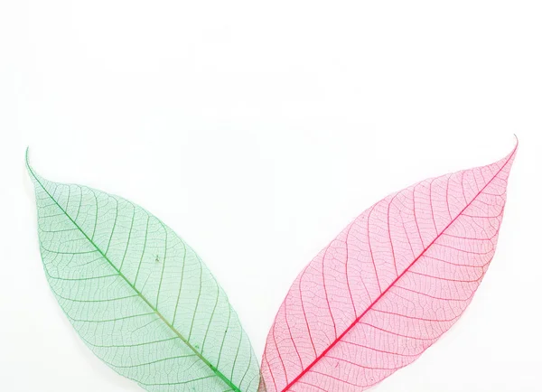 Farbige Skelett Blätter nahtlose abstrakte Hintergrund — Stockfoto