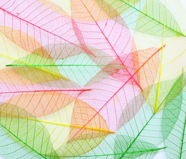 Feuilles de squelette colorées fond abstrait sans couture — Photo