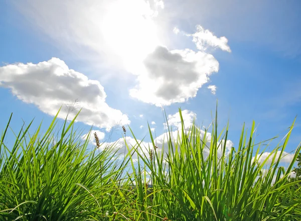 Grönt gräs och blå himmel med moln — Stockfoto