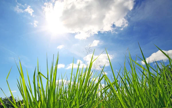 Grönt gräs och blå himmel med moln — Stockfoto
