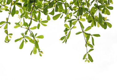 Beyaz arkaplanda yeşil yaprak izole edildi