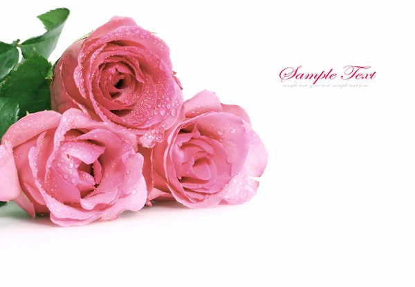 Három rózsaszín rózsa — Stock Fotó