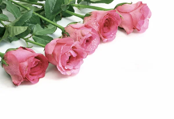 Flor de rosas rosa no fundo branco — Fotografia de Stock