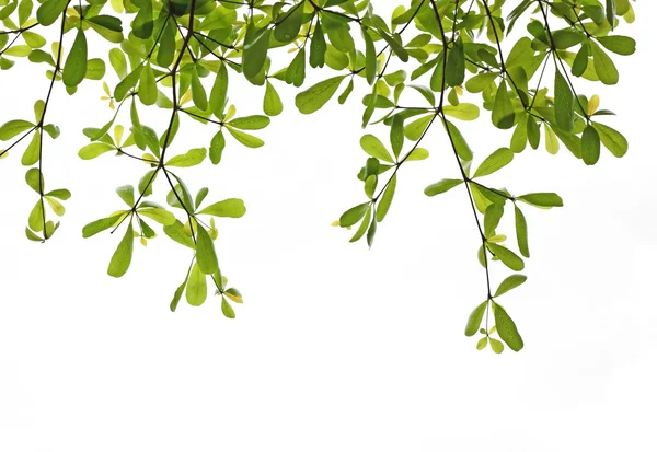 Hoja verde aislada sobre fondo blanco — Foto de Stock