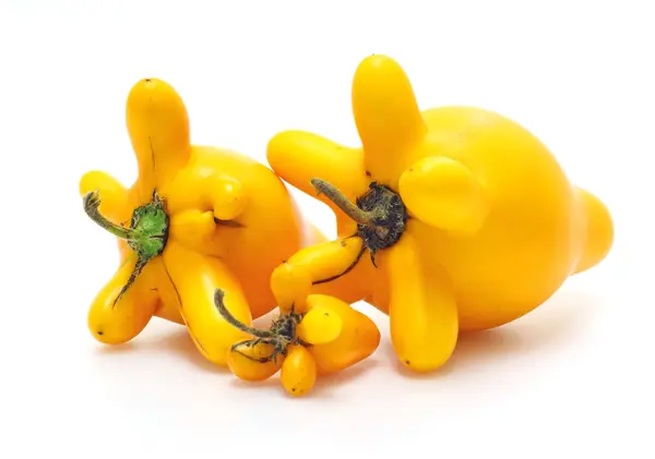 Solanum mammosum planta, representando símbolos da sorte em chinês Ne — Fotografia de Stock