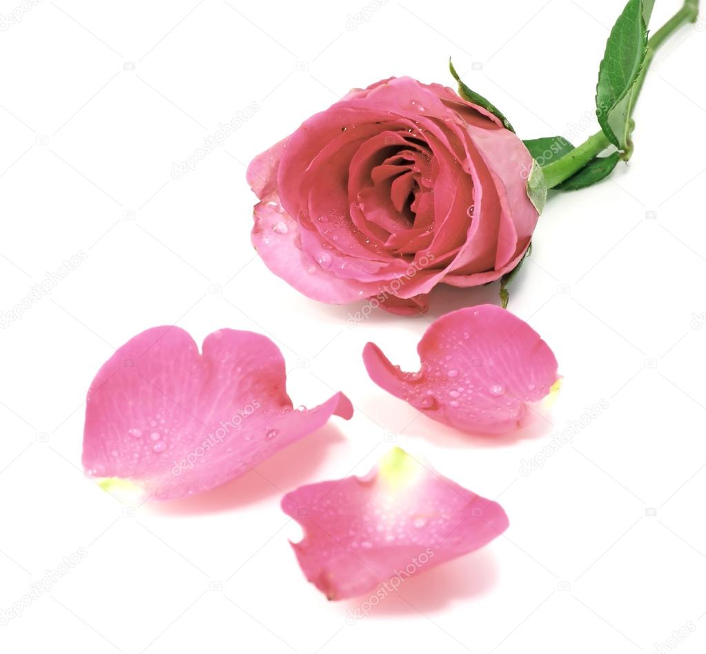 Closeup of pink rose petals covered dew