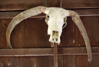 bir ahır kısmından asılı buffalo skull.