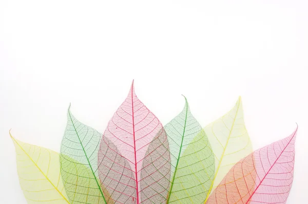 Scheletro colorato foglie sfondo astratto — Foto Stock
