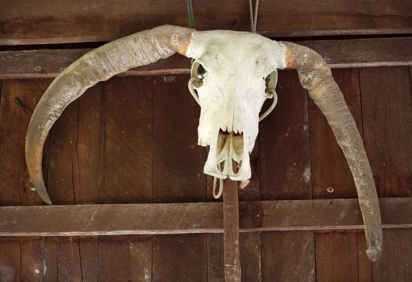 从一个谷仓的一侧悬挂的水牛头骨. — 图库照片