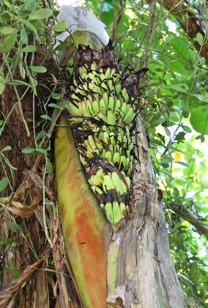 Odd banana in the trunk — Stock Photo, Image