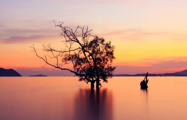 Crepúsculo y siluetas árbol —  Fotos de Stock