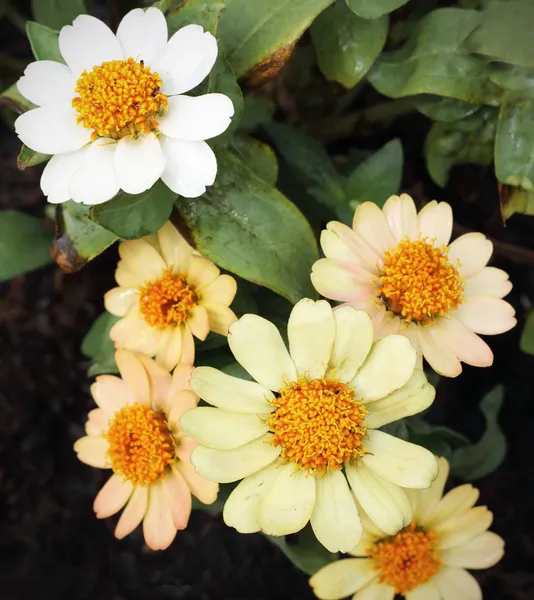Krásné, barevné cínie květiny — Stock fotografie