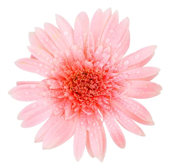 Rosa gerbera flor isolada no fundo branco — Fotografia de Stock