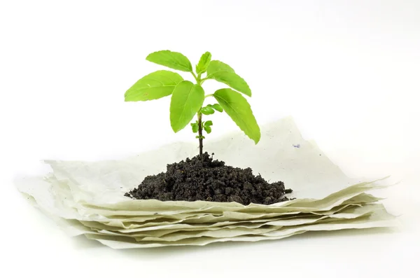 Pequena planta na pilha de papel reciclado — Fotografia de Stock