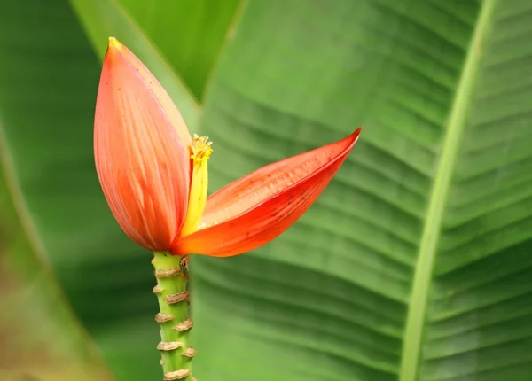 Bananenblüte — Stockfoto