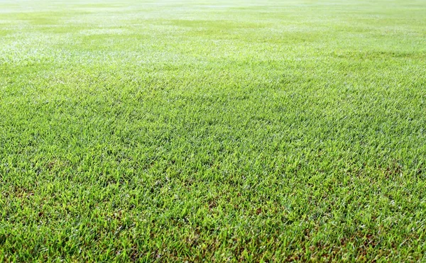 緑の草の背景色ストレート — ストック写真