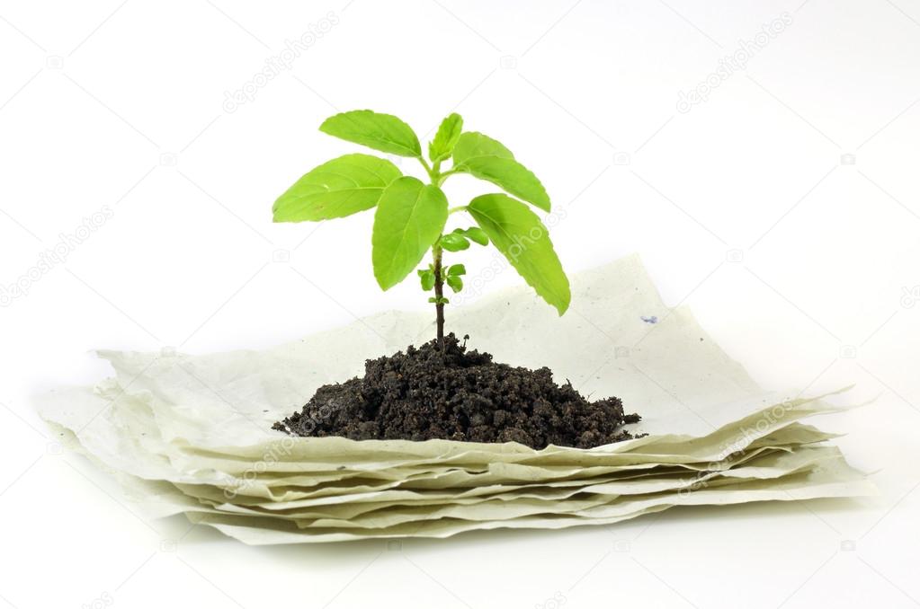 Small plant on stack of recycle paper