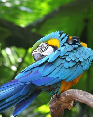 bir ağacın altında oturup renkli Amerika papağanı