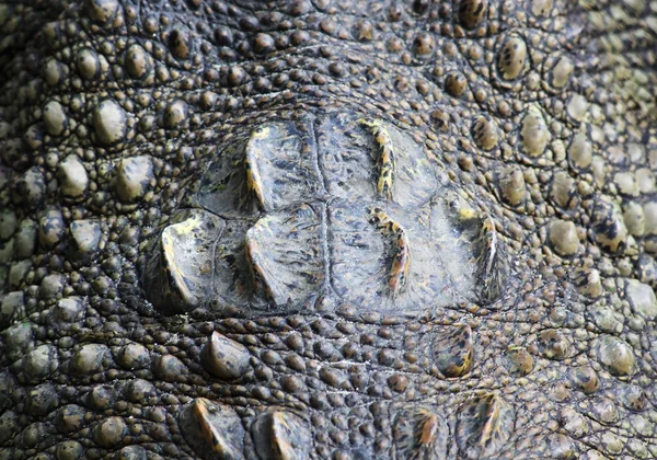 Gros plan sur la peau de crocodile, utile pour le fond ou la texture — Photo