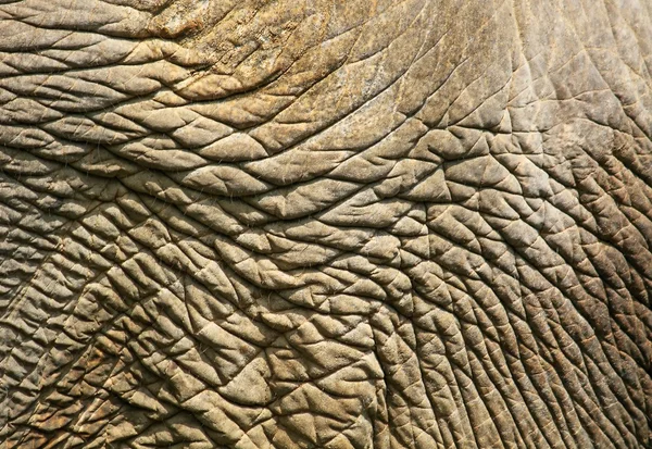 Textura de uso de pele de elefante para fundo — Fotografia de Stock