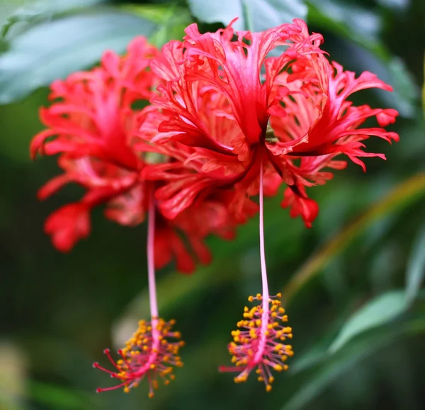 Fiore di ibisco — Foto Stock