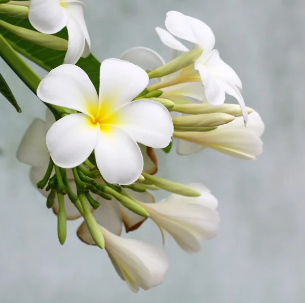 Frangipani çiçek — Stok fotoğraf